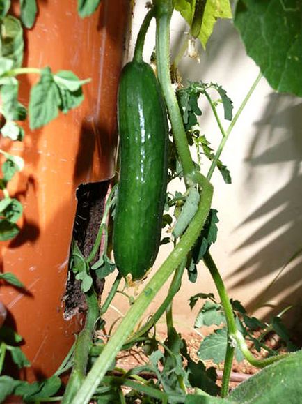 Садово-городні фокуси) кумедна ідея вирощування огірків