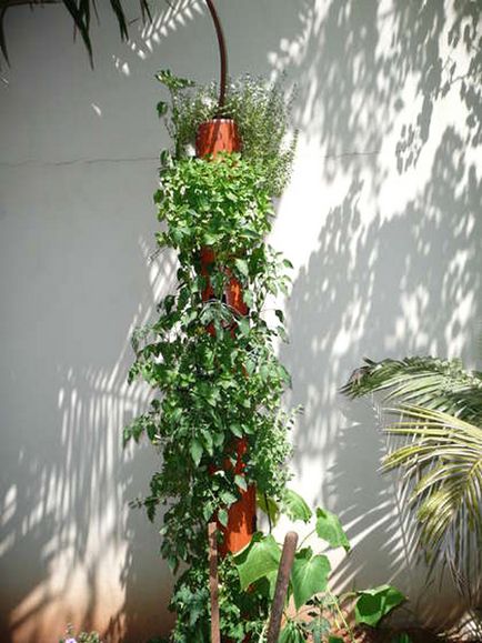 Садово-городні фокуси) кумедна ідея вирощування огірків