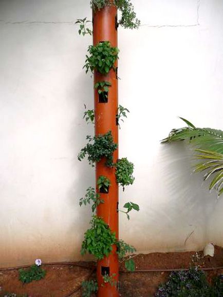 Grădinile și grădinile) idee amuzantă de creștere a castraveților