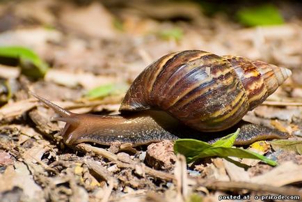 Cel mai mare melc de pe planeta - akhatin fulika - 15 fotografii - poze - photo nature world