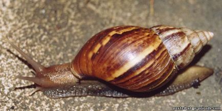 Cel mai mare melc de pe planeta - akhatin fulika - 15 fotografii - poze - photo nature world