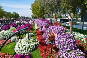 Cea mai mare grădină de flori din lume al ain paradis 1