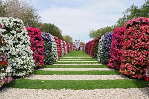 Cea mai mare grădină de flori din lume al ain paradis 1