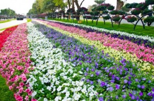 Cea mai mare grădină de flori din lume al ain paradis 1