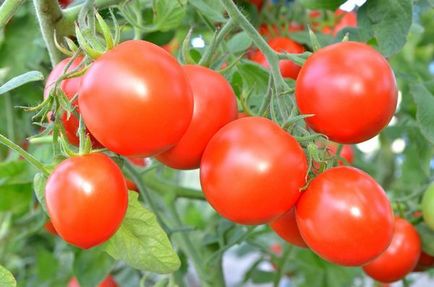 Секрети гарного врожаю помідорів, овочі