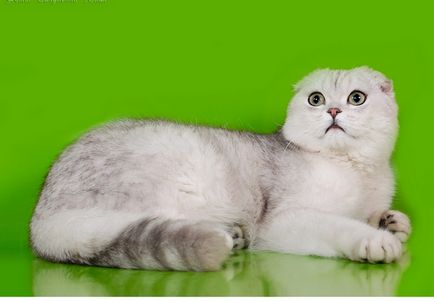 Shen-аlin, багатопорідних розплідник кішок, москва