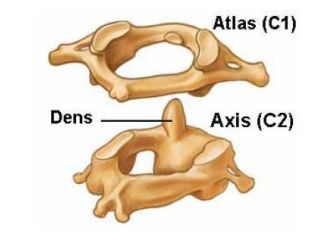 Structura coloanei vertebrale, boala, tratamentul colului uterin (foto)