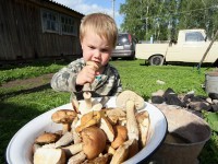 Шипшина для дітей до року і старше чай, компот і ін, користь і шкода