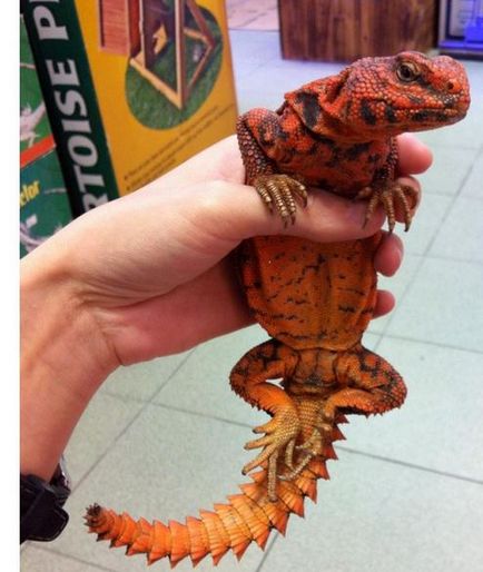 Thorn Tails (uromastyx) - biologie și conținut