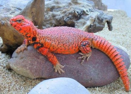 Agrionemys (Uromastyx) - biológia és tartalma (Uromastyx) Agrionemys (Uromastyx) - biológia és tartalma