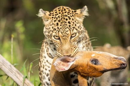 Câte animale mănâncă să mănânce?