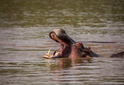 Câte animale mănâncă să mănânce?