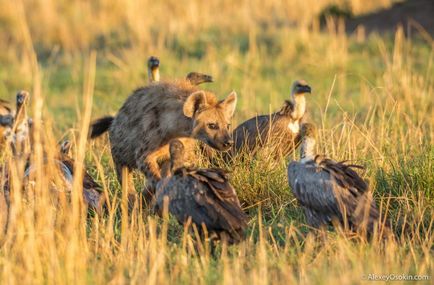 Câte animale mănâncă să mănânce?