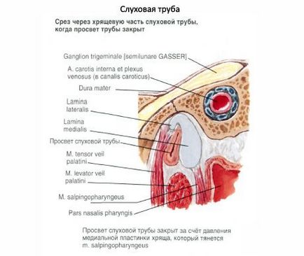 A hallási (Eustach-kürt) cső hatáskörébe egészség iLive