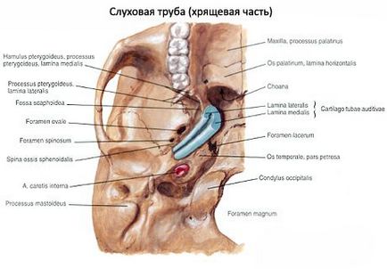 Trompetă auditivă (eustachiană), competentă în domeniul sănătății asupra ilivei