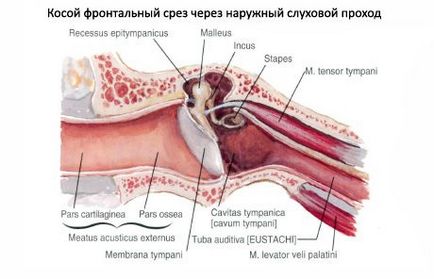 Trompetă auditivă (eustachiană), competentă în domeniul sănătății asupra ilivei