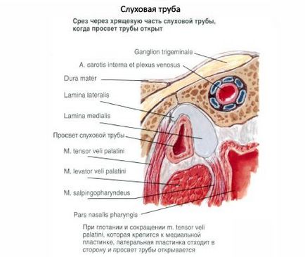 Trompetă auditivă (eustachiană), competentă în domeniul sănătății asupra ilivei