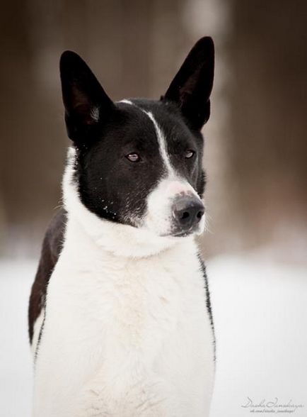 Câine fred caută o casă