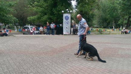 Собаки 80-ти порід представлені на виставці в Шимкенті (фото)