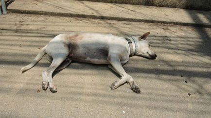 Câinele a fost lovit de o mașină - cum să ajute în mod corespunzător, câini și cățeluși