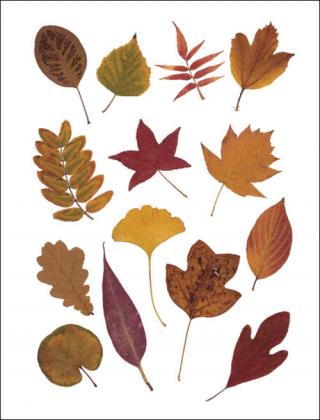 Збираємо гербарій з осіннього листя