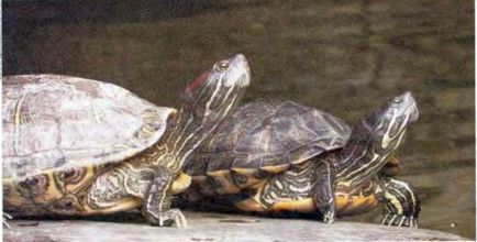 Soarele pentru o țestoasă (zoomorph) - lumea țestoaselor