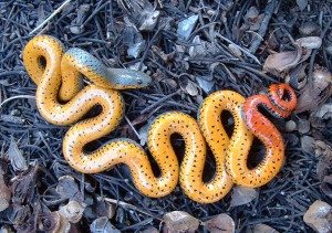 Álomértelmezés kígyó harap, mit álom egy vipera harapó álom