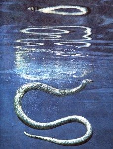 Un șarpe de vis care mușcă, ce știe un șarpe despre mușcăturile pe care le-a văzut într-un vis