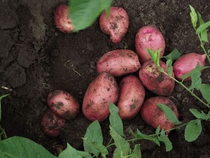 Сорт картоплі Любава опис, посадка і догляд