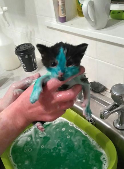Співробітники англійської притулку для тварин врятували двох кошенят, розфарбованих маркерами (10 фото)