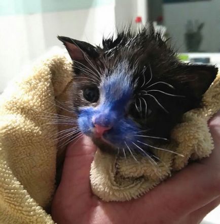 Az alkalmazottak a brit állatmenhelyen megmentett két cica, színes tollakkal (10 fotó)