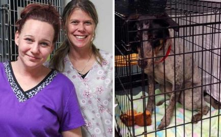 Angajații orfelinatului și-au riscat viața pentru a salva toți câinii, vmzh