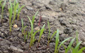 Termeni și timpul de plantare morcovi în primăvară în pământ