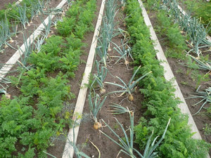 Termenii și timpul de plantare morcovi în primăvară în pământ
