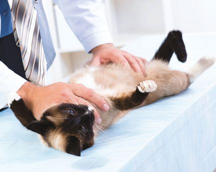 Sterilizarea pisicilor și castrarea pisicilor