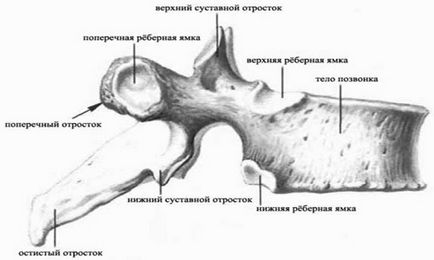 Structura și anatomia segmentelor coloanei vertebrale cervicale, nave, pentru care este responsabilă