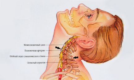 Structura și anatomia segmentelor coloanei vertebrale cervicale, nave, pentru care este responsabilă