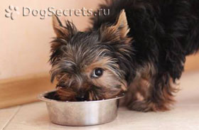 Alimente uscate pentru yorkshire, yorkshire terrier