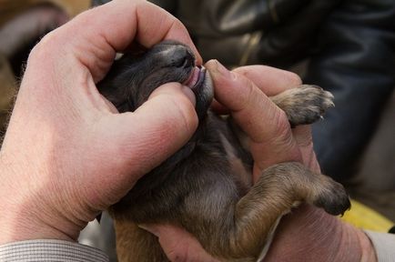 Tazy este o rasă canin inexistentă