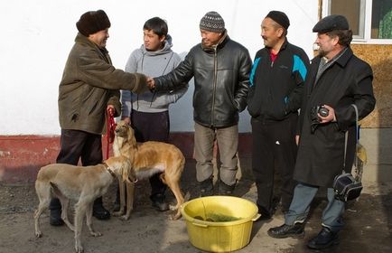 Tazy este o rasă canin inexistentă