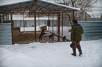 Tazy este o rasă canin inexistentă