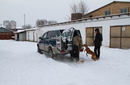 Tazy este o rasă canin inexistentă