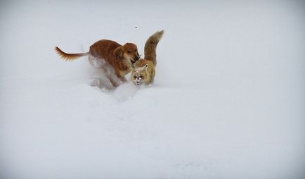 Tazy este o rasă canin inexistentă