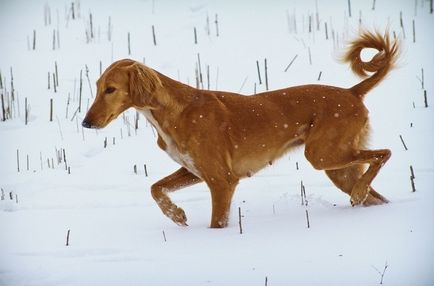 Tazy este o rasă canin inexistentă