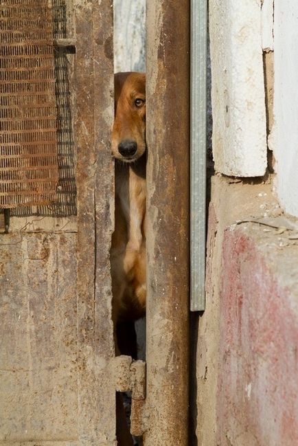 Tazy este o rasă canin inexistentă