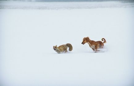 Tazy este o rasă canin inexistentă