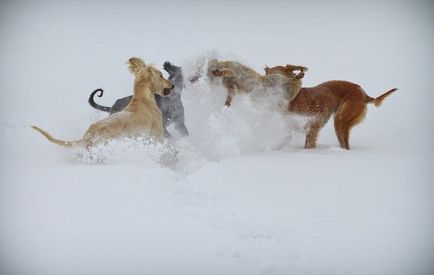 Tazy este o rasă canin inexistentă