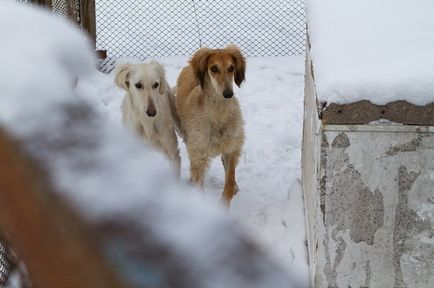 Tazy este o rasă canin inexistentă