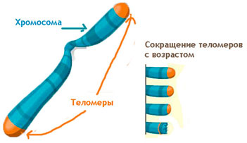 Теломери і тривалість життя людини - зупинити старіння людини