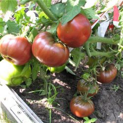 Tomato black prince descrierea și descrierea mărcii cu recenzii foto